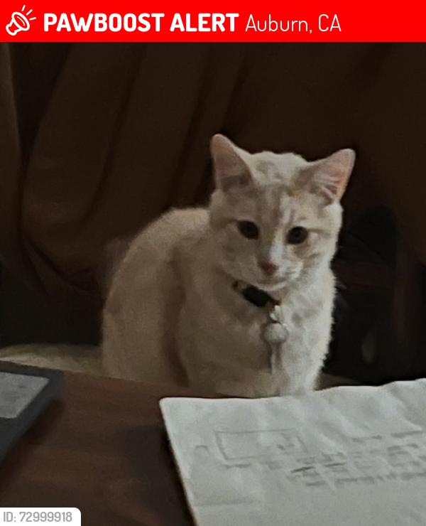 Lost Male Cat last seen Wise and bald hill rd. , Auburn, CA 95603