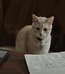 Lost Male Cat last seen Wise and bald hill rd. , Auburn, CA 95603