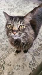 Lost Male Cat last seen Howe St., McComb, MS 39648