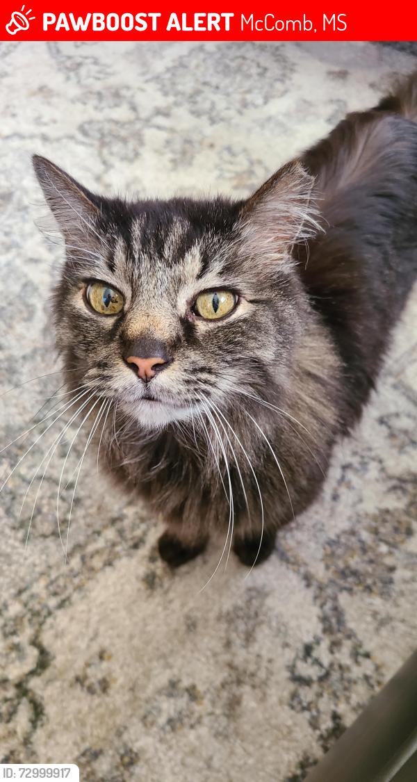 Lost Male Cat last seen Howe St., McComb, MS 39648