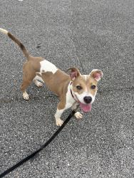 Found/Stray Unknown Dog last seen UAB baseball field, Birmingham, AL 35294