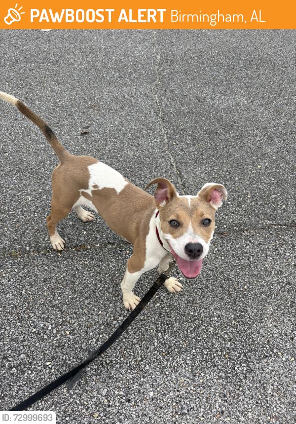 Found/Stray Unknown Dog last seen UAB baseball field, Birmingham, AL 35294