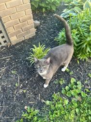 Lost Male Cat last seen Cherokee park Lexington ky, Lexington, KY 40503