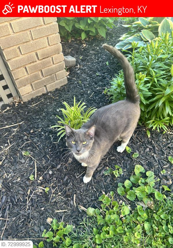 Lost Male Cat last seen Cherokee park Lexington ky, Lexington, KY 40503