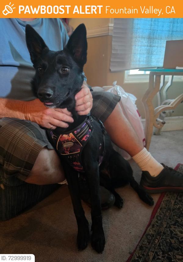 Found/Stray Female Dog last seen New Hope and Warner , Fountain Valley, CA 92708