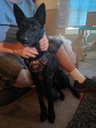 Found/Stray Female Dog last seen New Hope and Warner , Fountain Valley, CA 92708