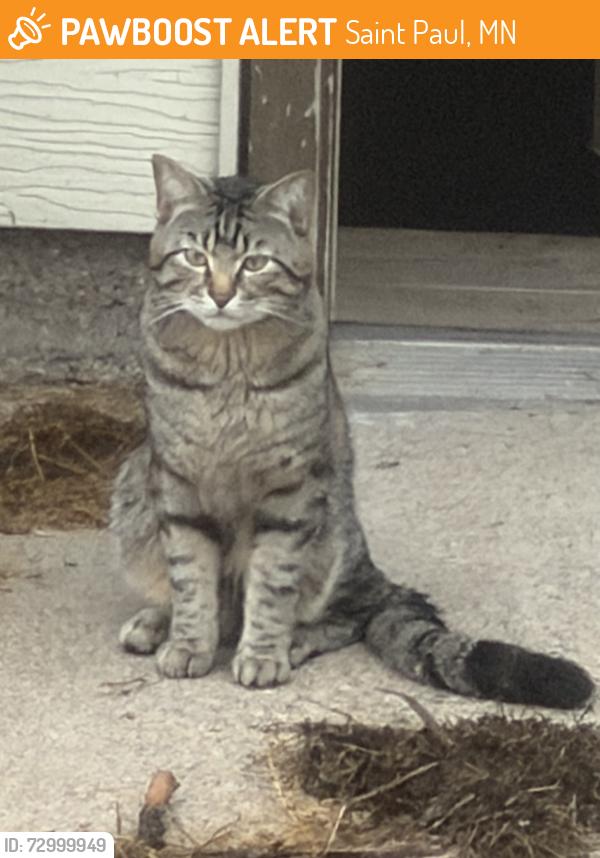 Found/Stray Unknown Cat last seen Parkview and Lakeview , Saint Paul, MN 55117