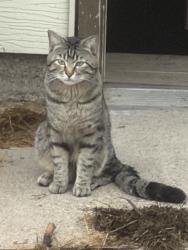 Found/Stray Unknown Cat last seen Parkview and Lakeview , Saint Paul, MN 55117