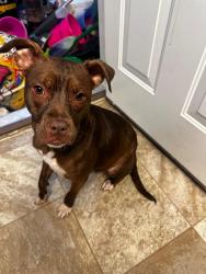 Found/Stray Female Dog last seen Near lazy oaks ct rocky mount, Rocky Mount, NC 27804