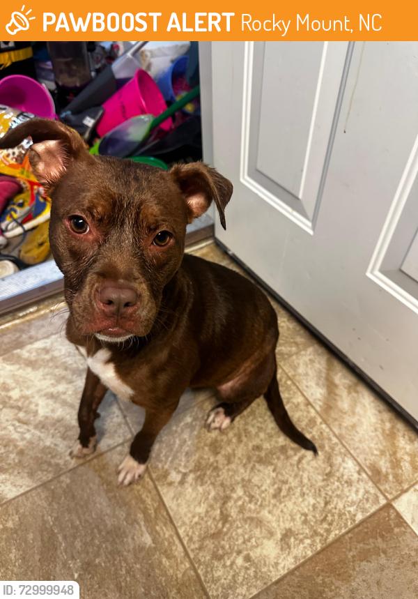 Found/Stray Female Dog last seen Near lazy oaks ct rocky mount, Rocky Mount, NC 27804