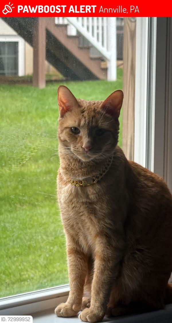 Lost Male Cat last seen Annville Highschool, Annville, PA 17003