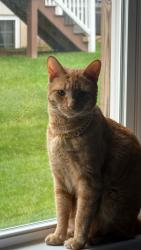 Lost Male Cat last seen Annville Highschool, Annville, PA 17003
