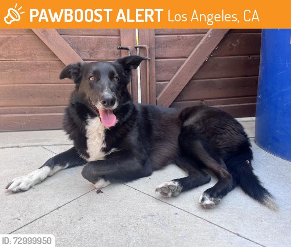 Found/Stray Female Dog last seen W 59th Pl & Crenshaw Blvd, Los Angeles, CA 90043