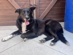 Found/Stray Female Dog last seen W 59th Pl & Crenshaw Blvd, Los Angeles, CA 90043