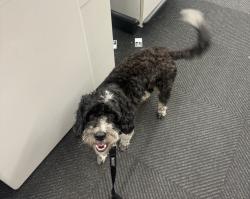 Lost Female Dog last seen Norhill St., Houston, TX 77009