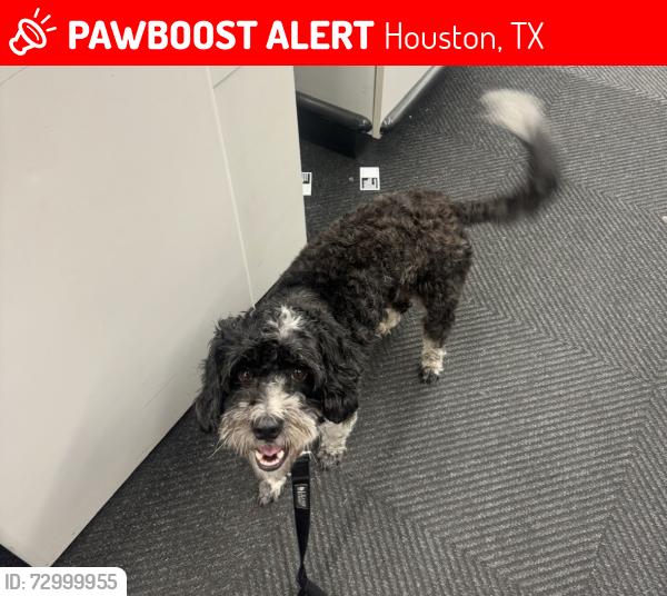 Lost Female Dog last seen Norhill St., Houston, TX 77009