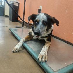 Shelter Stray Male Dog last seen , 11665 US-89, Flagstaff, AZ 86004, USA
