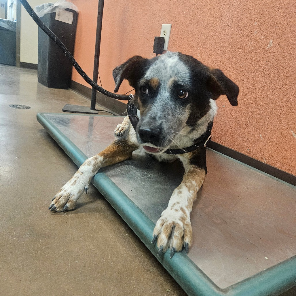 Shelter Stray Male Dog last seen , 11665 US-89, Flagstaff, AZ 86004, USA