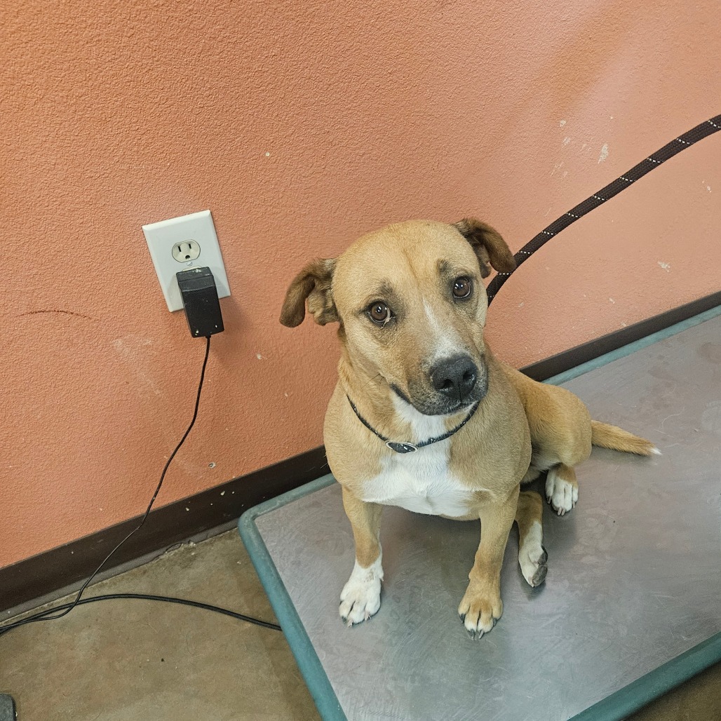 Shelter Stray Male Dog last seen , 11665 US-89, Flagstaff, AZ 86004, USA