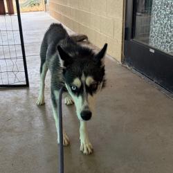 Shelter Stray Female Dog last seen , 11665 US-89, Flagstaff, AZ 86004, USA