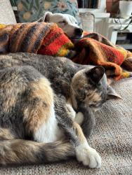 Lost Female Cat last seen 34th and Fremont, Minneapolis, MN 55408