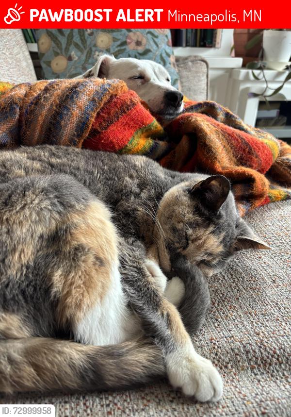 Lost Female Cat last seen 34th and Fremont, Minneapolis, MN 55408
