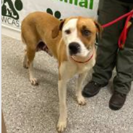 Shelter Stray Female Dog last seen , 3607 N Armenia Ave, Tampa, FL 33607, USA
