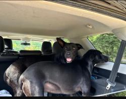 Reunited Female Dog last seen Aplin Rd, Crestview, FL, USA, Crestview, FL 32539