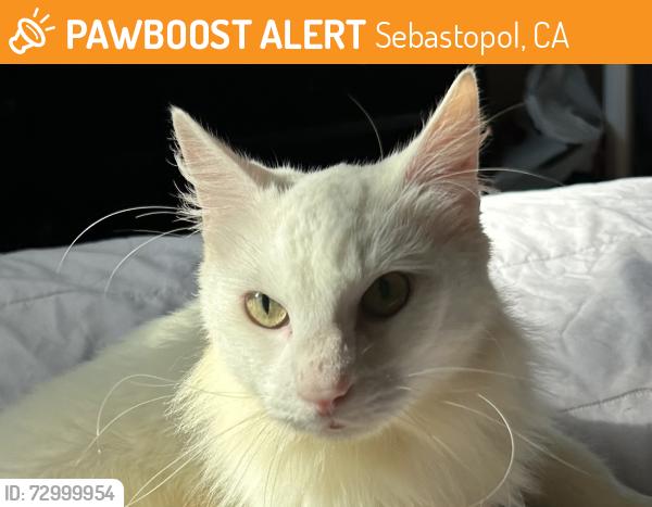 Found/Stray Male Cat last seen Unknown , Sebastopol, CA 95472