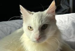 Found/Stray Male Cat last seen Unknown , Sebastopol, CA 95472