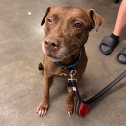 Shelter Stray Female Dog last seen , 3607 N Armenia Ave, Tampa, FL 33607, USA