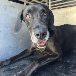 Shelter Stray Male Dog last seen , 2451 N Expressway 281, Edinburg, TX 78541, USA