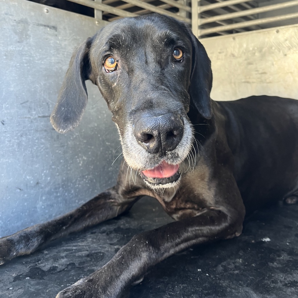 Shelter Stray Male Dog last seen , 2451 N Expressway 281, Edinburg, TX 78541, USA