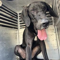 Shelter Stray Male Dog last seen , 2451 N Expressway 281, Edinburg, TX 78541, USA