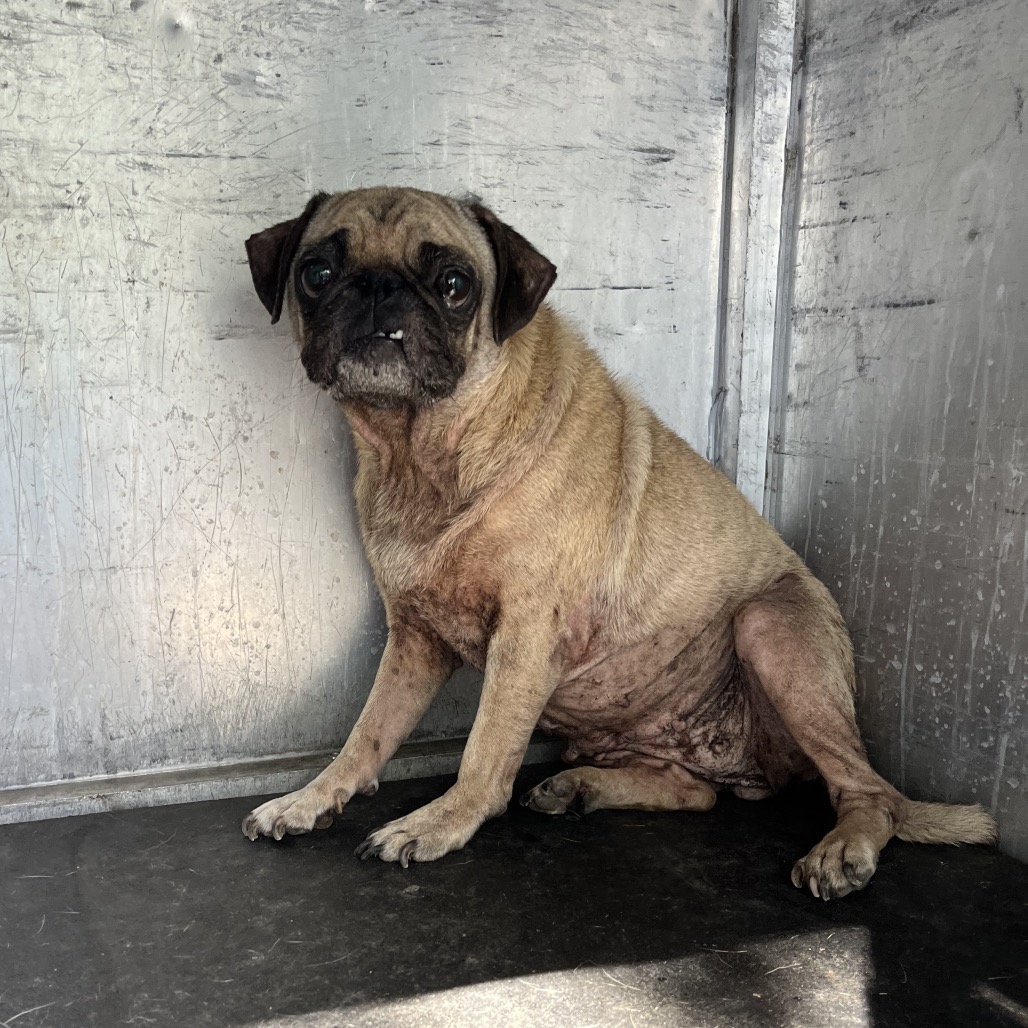 Shelter Stray Female Dog last seen , 2451 N Expressway 281, Edinburg, TX 78541, USA
