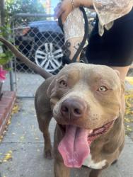 Found/Stray Male Bird last seen clairemont drive, San Diego, CA 92117