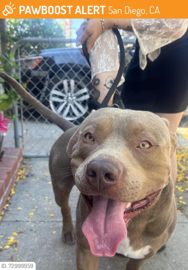 Found/Stray Male Bird last seen clairemont drive, San Diego, CA 92117