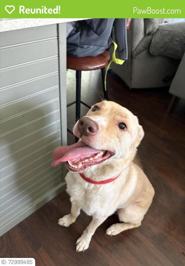 Reunited Male Dog last seen Materhorn and crest ridge, Dallas, TX 75228