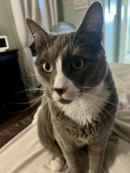 Lost Male Cat last seen Bradshaw Mobile Home Park, Sacramento, CA 95827