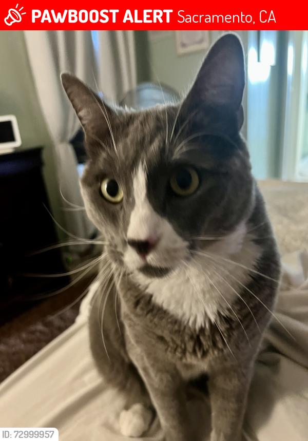 Lost Male Cat last seen Bradshaw Mobile Home Park, Sacramento, CA 95827