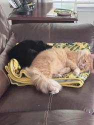 Reunited Male Cat last seen Anthony and ninth, Tumwater, WA 98512