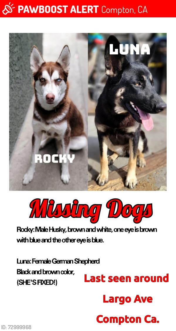 Lost Male Dog last seen Near S Largo Ave Compton California, Compton, CA 90222