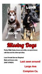 Lost Male Dog last seen Near S Largo Ave Compton California, Compton, CA 90222