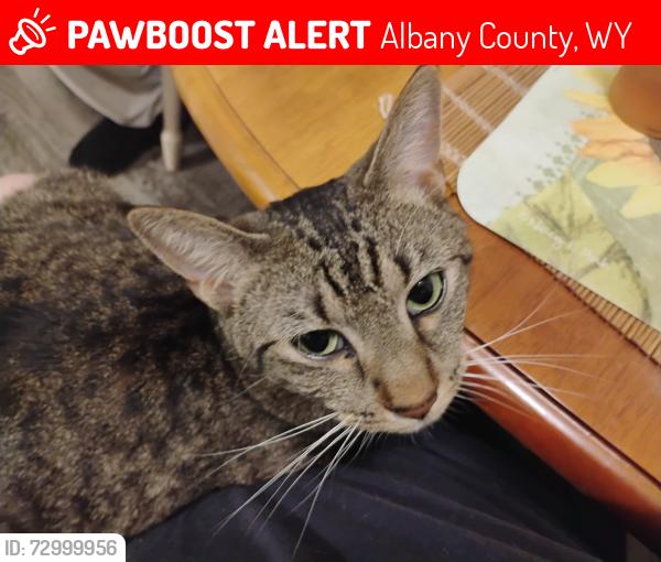 Lost Male Cat last seen Reynolds Hill Trailhead, Vedauwoo, Albany County, WY 82052