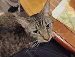 Lost Male Cat last seen Reynolds Hill Trailhead, Vedauwoo, Albany County, WY 82052