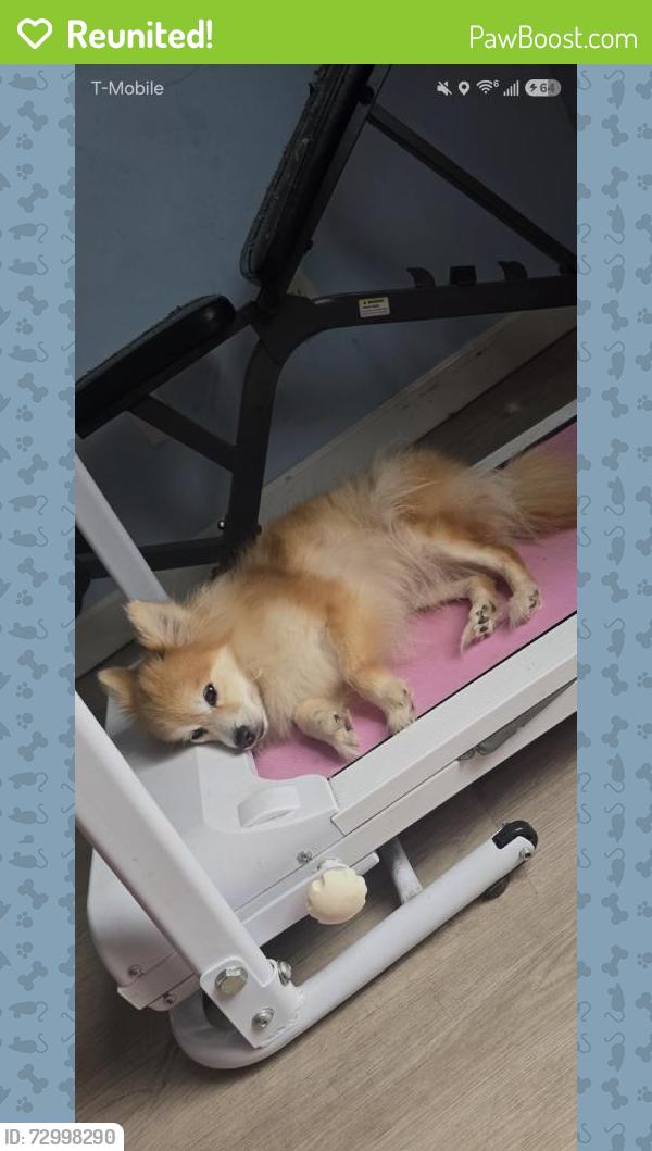 Reunited Female Dog last seen Near Maine Ave, Lynn Haven, FL 32444, USA, Lynn Haven, FL 32444