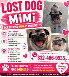 Lost Female Dog last seen Griggs and old Spanish trail , Houston, TX 77087