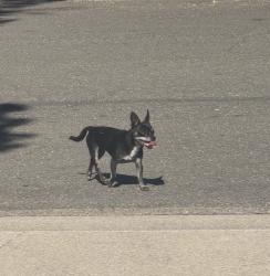 Found/Stray Male Dog last seen Dentoni Park, Stockton, CA 95209