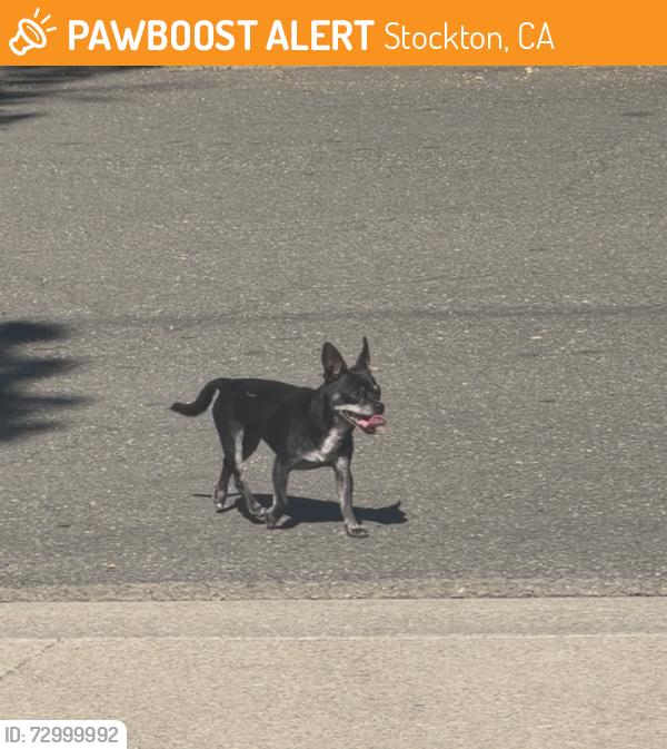 Found/Stray Male Dog last seen Dentoni Park, Stockton, CA 95209