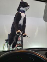 Reunited Male Cat last seen Hedgewick Place, Louisville, KY 40245